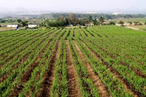 vineyards